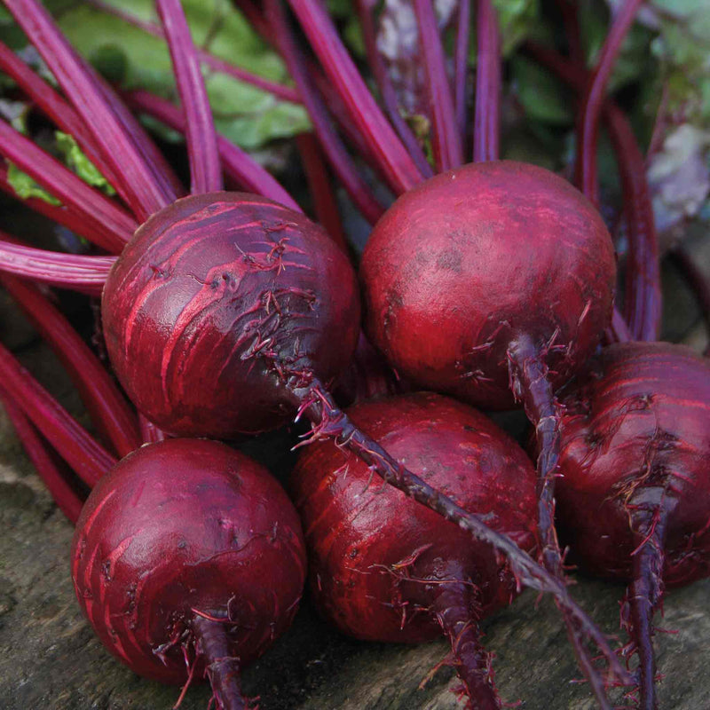 Beetroot Seeds 'Boston'