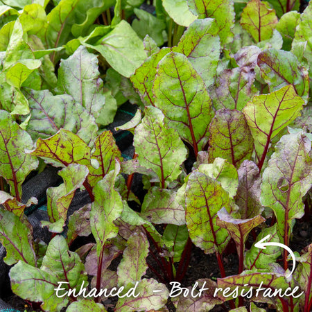 Beetroot Seeds 'Boston'