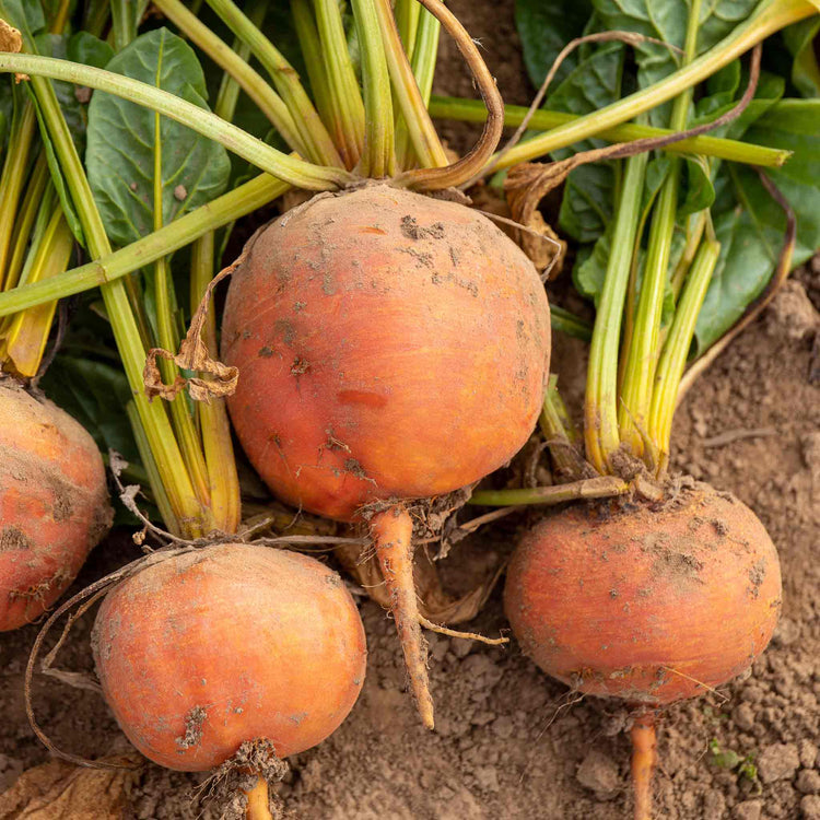 Beetroot Seeds 'Burpees Golden'