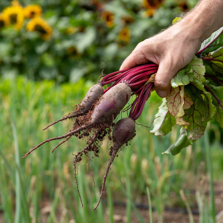 Beetroot Seeds 'Cylindra'