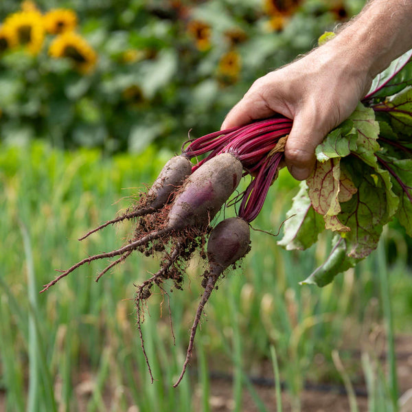 Beetroot Seeds 'Cylindra'
