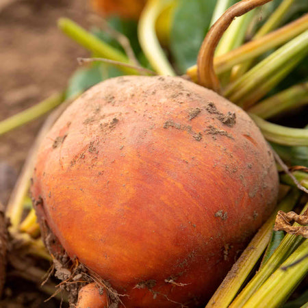Beetroot 'Golden'
