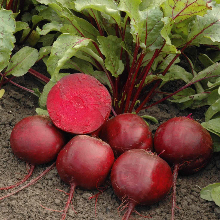 Beetroot Seeds 'Moneta'