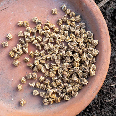 Beetroot Seeds 'Golden Globe'
