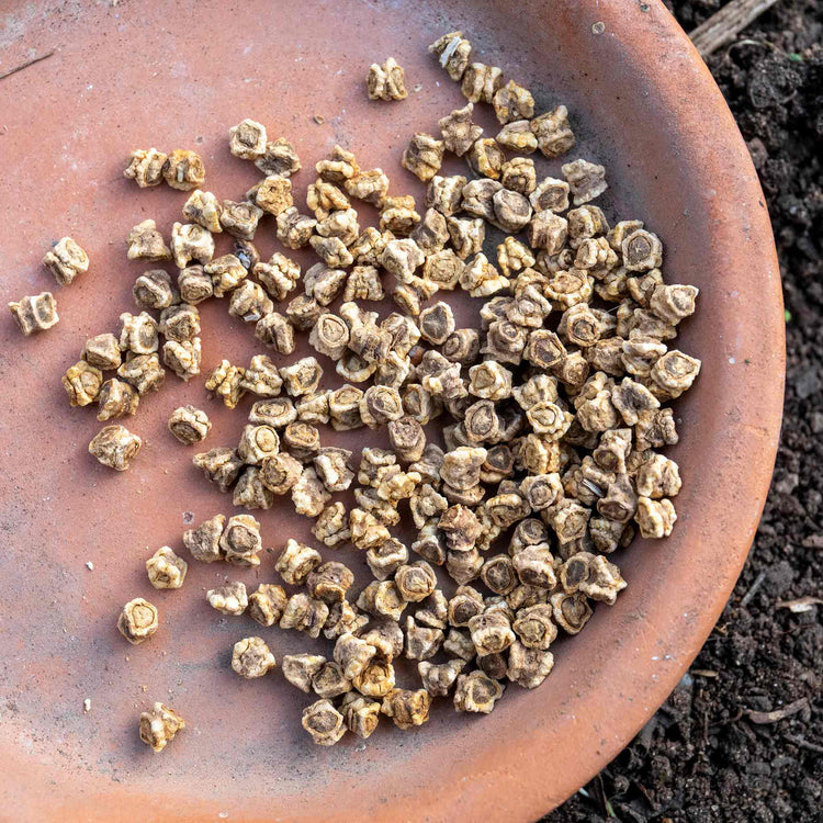 Beetroot Seeds 'Golden Globe'