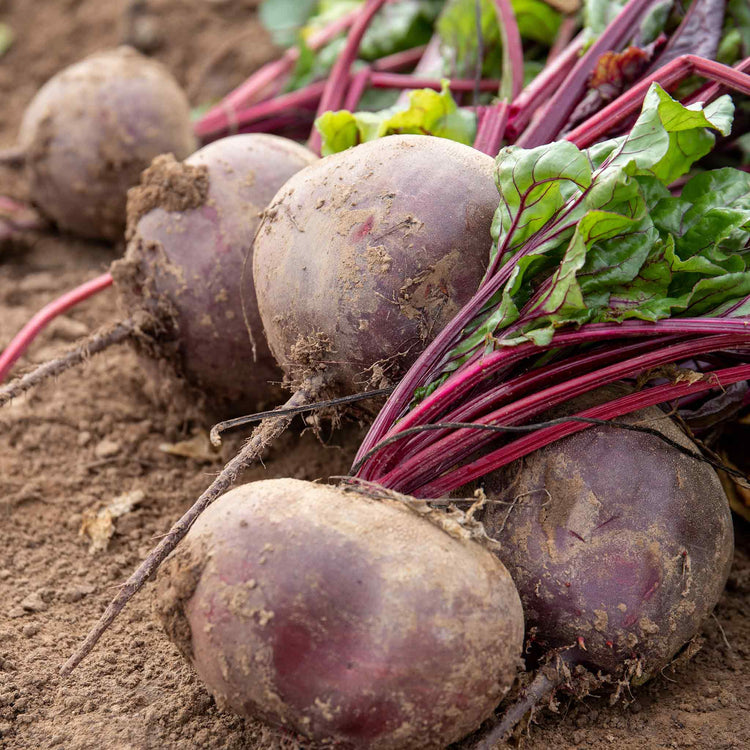 Beetroot Seeds 'Pablo'