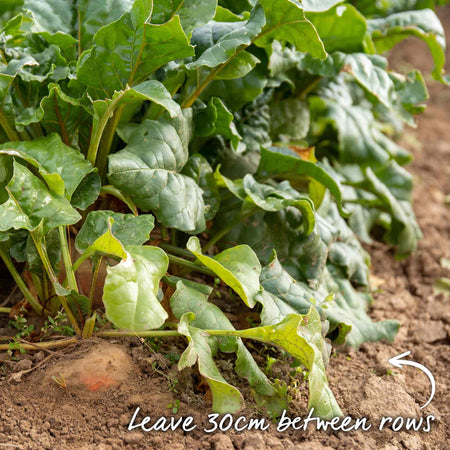 Beetroot Seeds 'Burpees Golden'