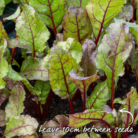 Beetroot Seeds 'Moneta'