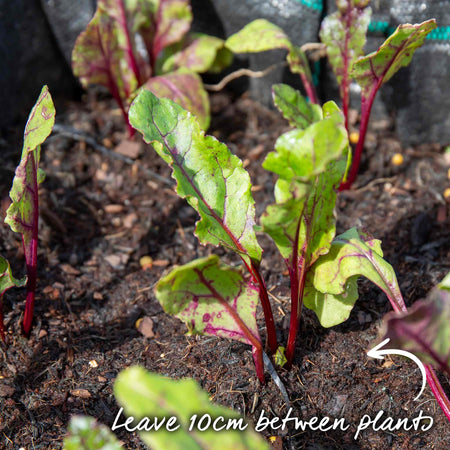 Beetroot 'Boltardy'