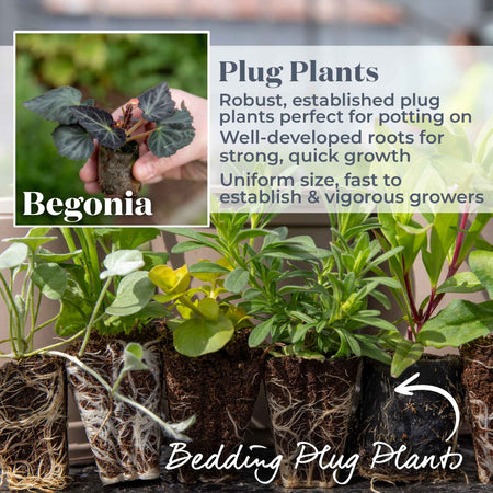 Begonia Upright Collection