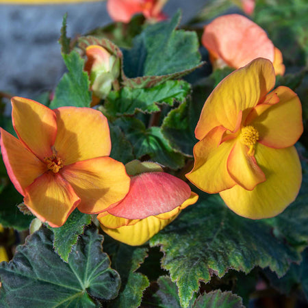 Begonia Tuber  'Cascade Sunray'