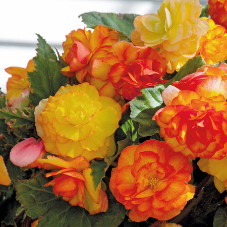 Begonia Tuber  'Cascade Sunray'
