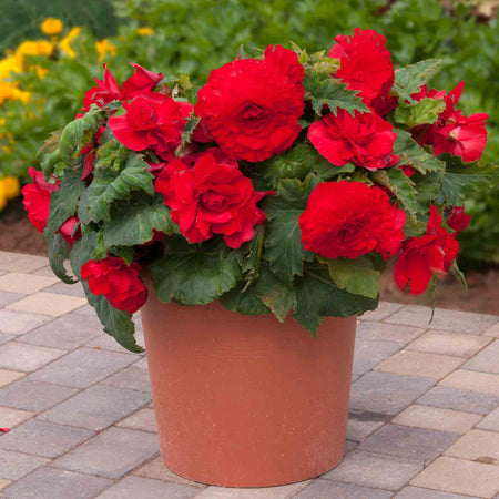 Begonia Upright Collection