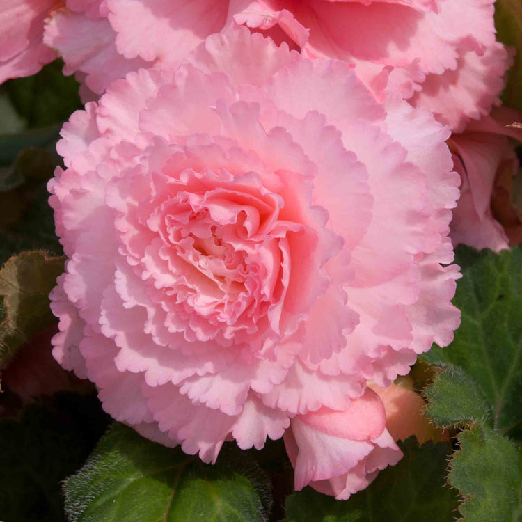 Begonia Upright Collection