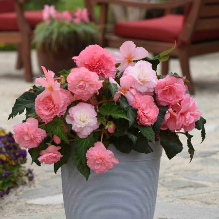 Begonia Upright Collection