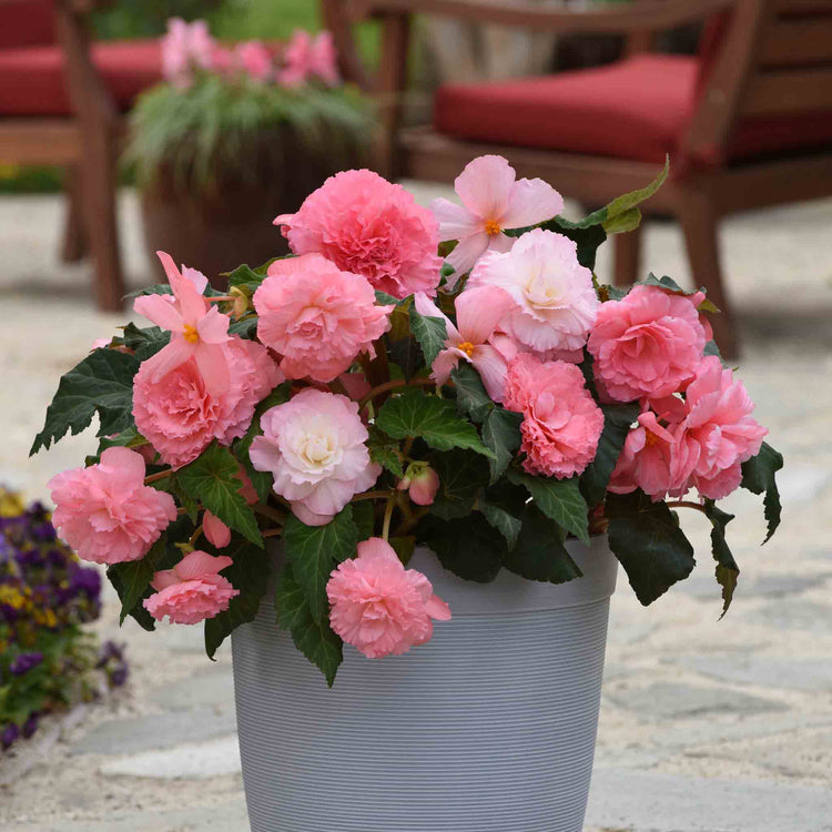 Begonia Upright Collection