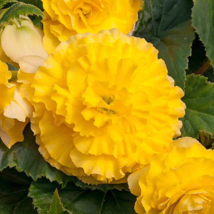 Begonia Upright Collection