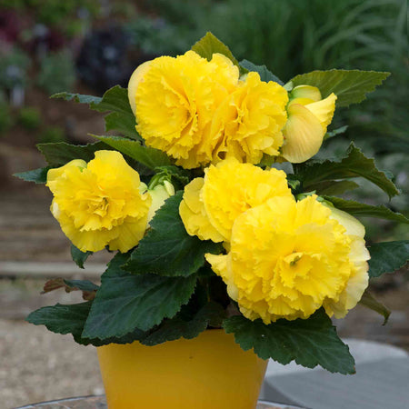 Begonia Upright Collection