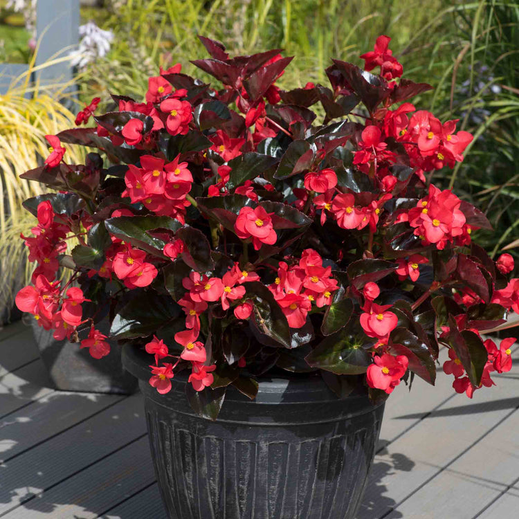 Begonia 'Megawatt Red Bronze Leaf'
