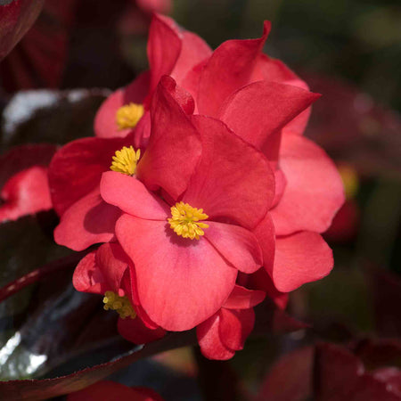 Begonia Megawatt Collection
