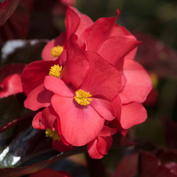 Begonia Megawatt Collection