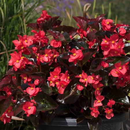Begonia Megawatt Collection