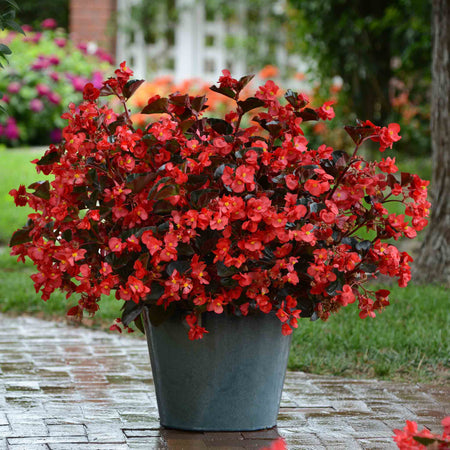 Begonia Megawatt Collection
