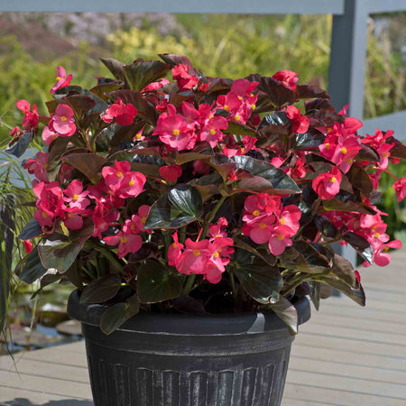 Begonia Megawatt Collection