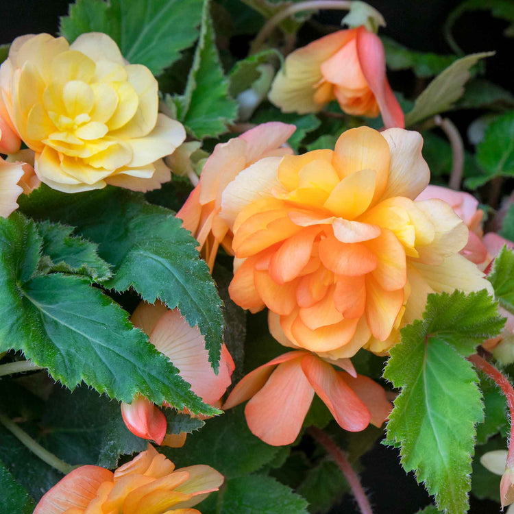 Begonia 'Illumination Apricot Shades'