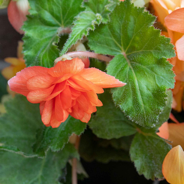 Begonia 'Illumination Apricot Shades'