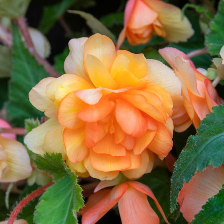 Begonia 'Illumination Apricot Shades'