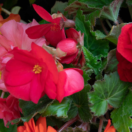 Begonia 'Nonstop Mix'