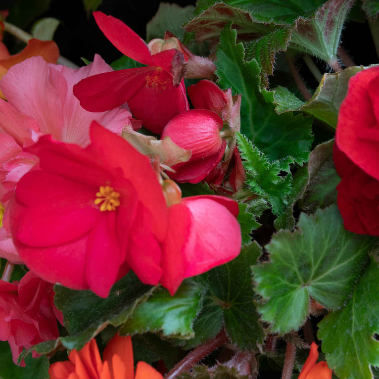 Begonia 'Nonstop Mix'