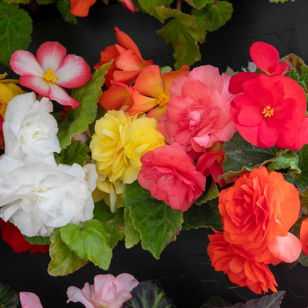 Begonia 'Nonstop Mix'
