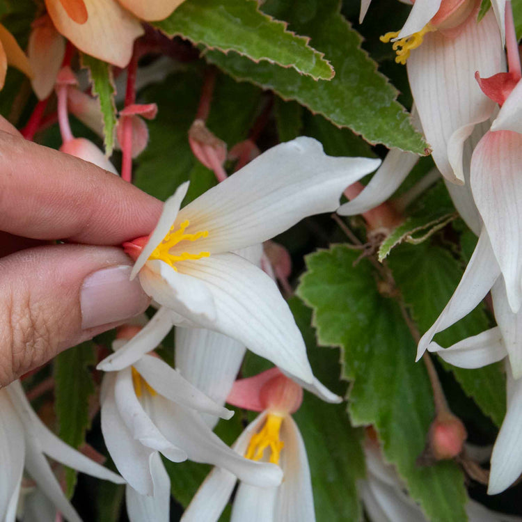 Begonia 'Starshine Appleblossom'