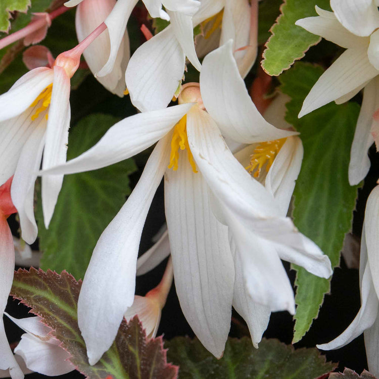 Begonia 'Starshine Appleblossom'