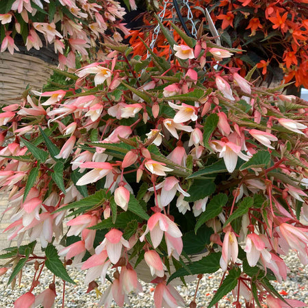 Begonia 'Starshine Appleblossom'