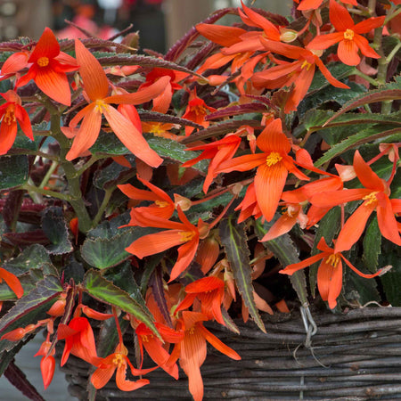 Begonia 'Starshine Bronze Papaya'