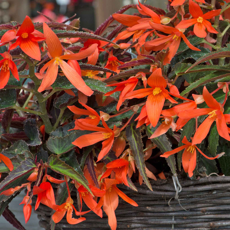 Begonia 'Starshine Bronze Papaya'