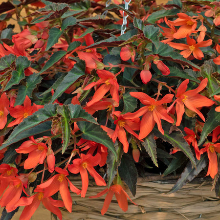 Begonia 'Starshine Bronze Papaya'