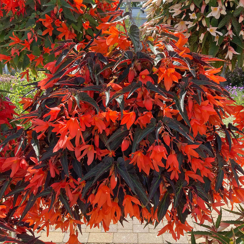Begonia 'Starshine Bronze Papaya'