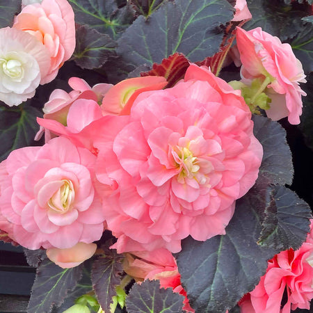 Begonia 'Nonstop Mocca Light Pink Shades'