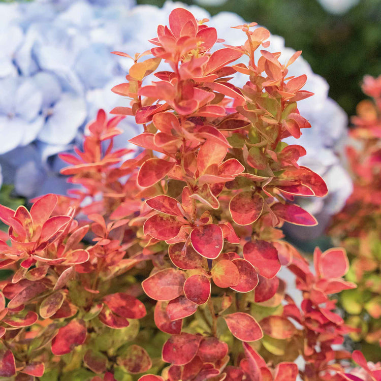 Berberis 'Orange Ice'