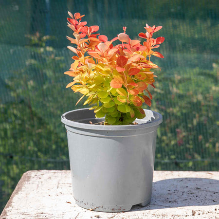 Berberis 'Orange Ice'