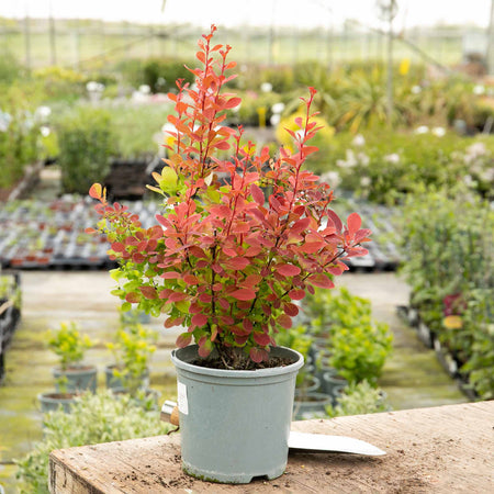 Berberis 'Orange Rocket'