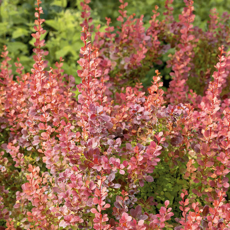 Berberis 'Orange Rocket'