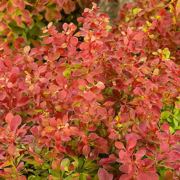 Berberis 'Orange Rocket'