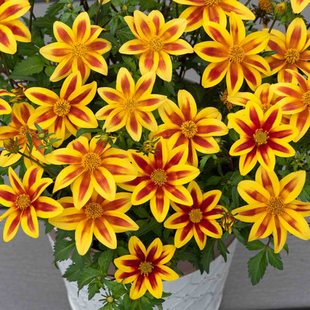 Bidens 'Blazing Star'