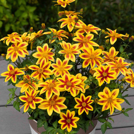 Bidens 'Blazing Star'
