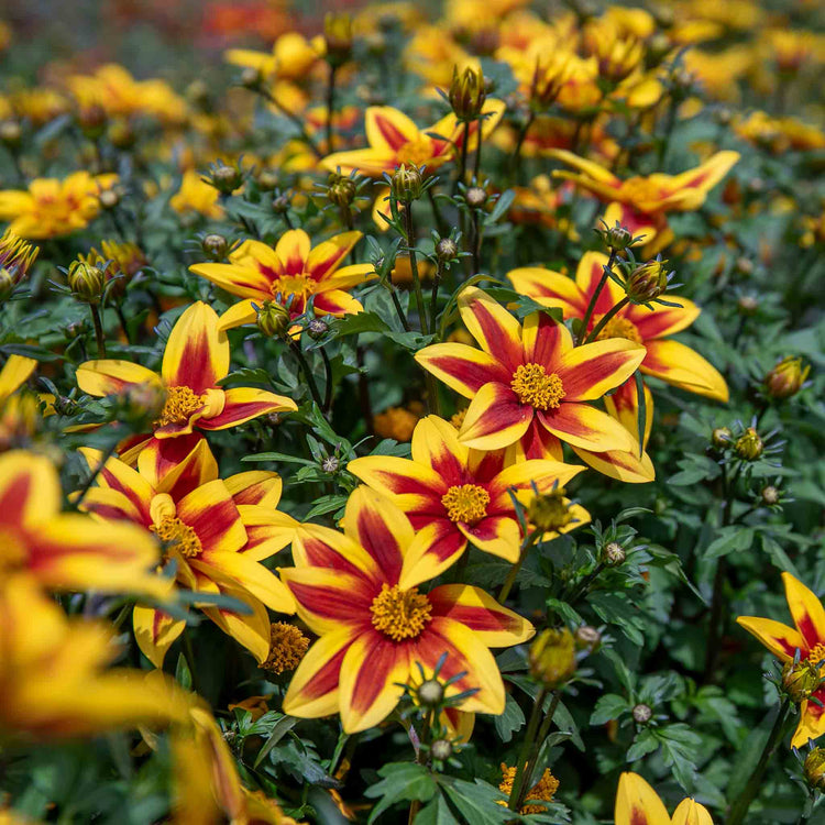Bidens 'Blazing Star'
